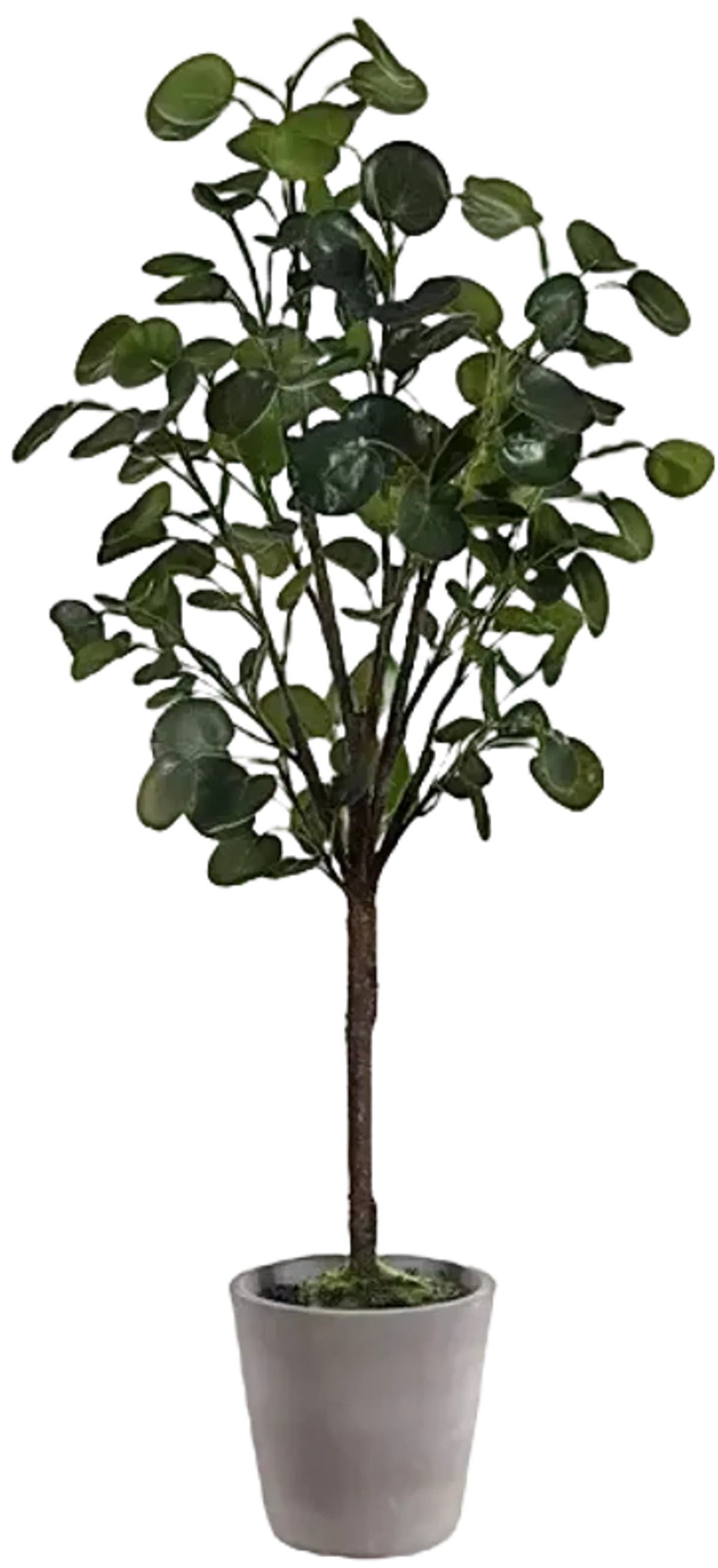 Faux Polyscias Fruticosa Potted Tree