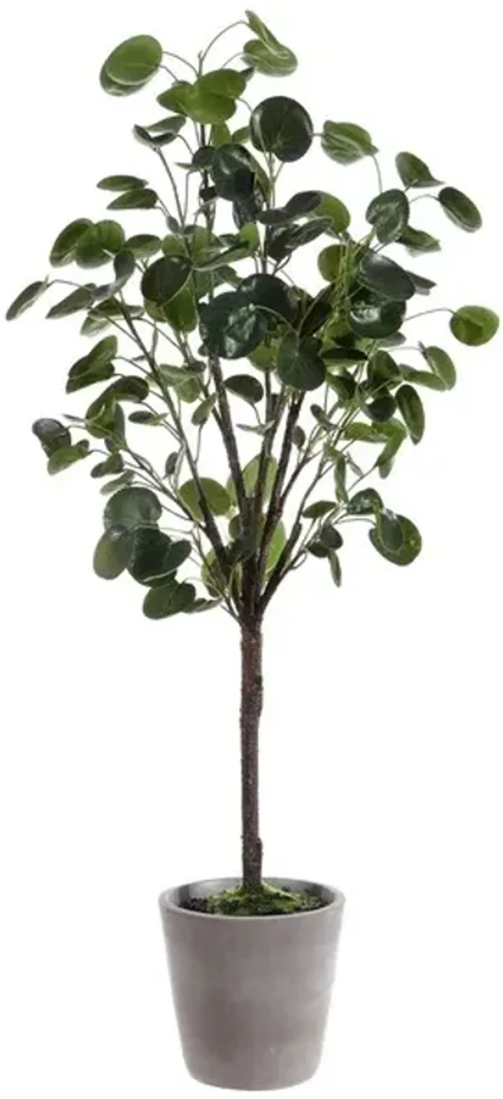 Faux Polyscias Fruticosa Potted Tree