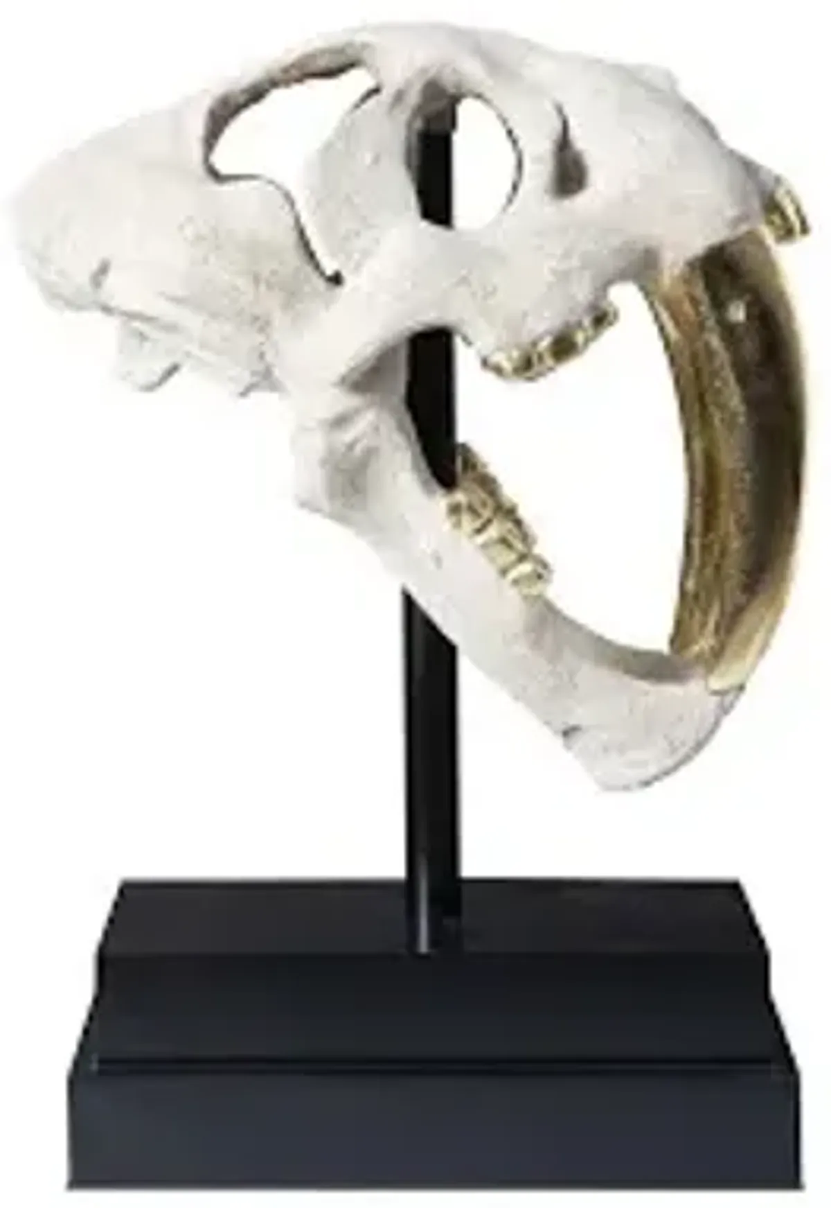 saber tooth tiger skull, roman stone