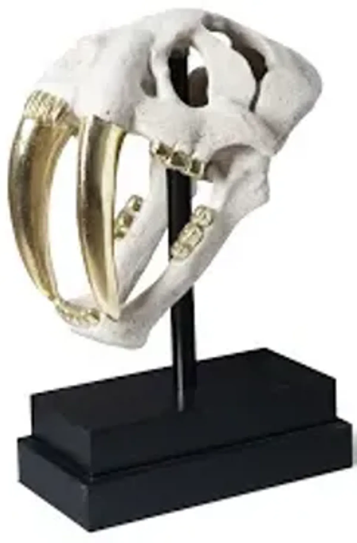 saber tooth tiger skull, roman stone