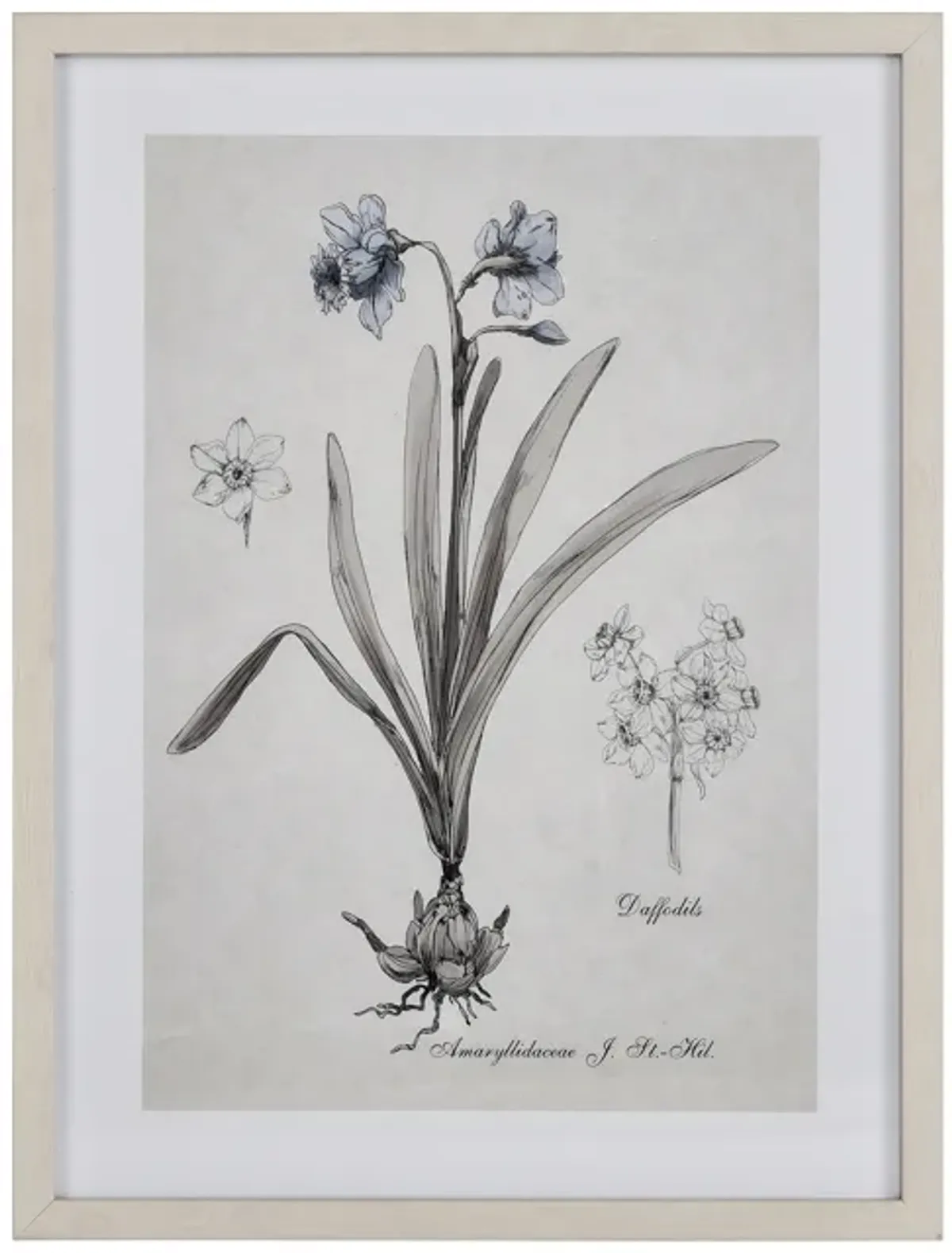 Daffodil Botanic Framed Wall Art