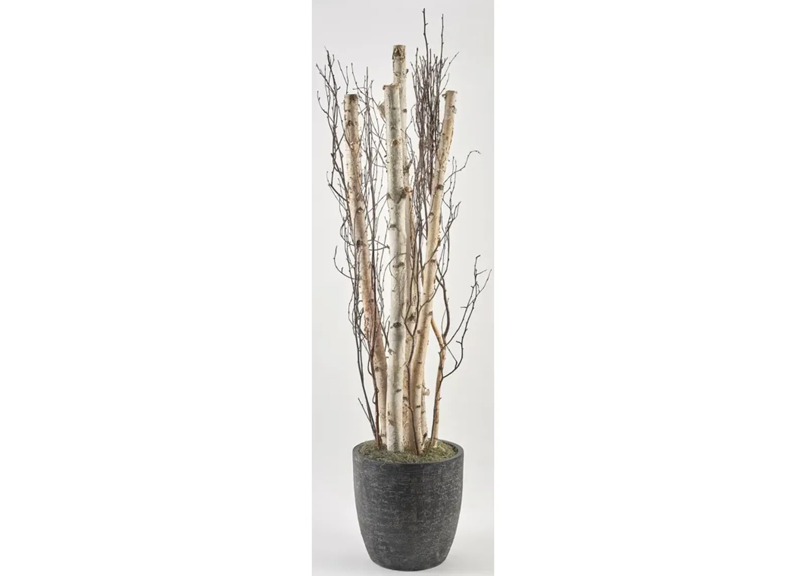 7' Birch Pole And Birch Branches in Round Black Textured Planter