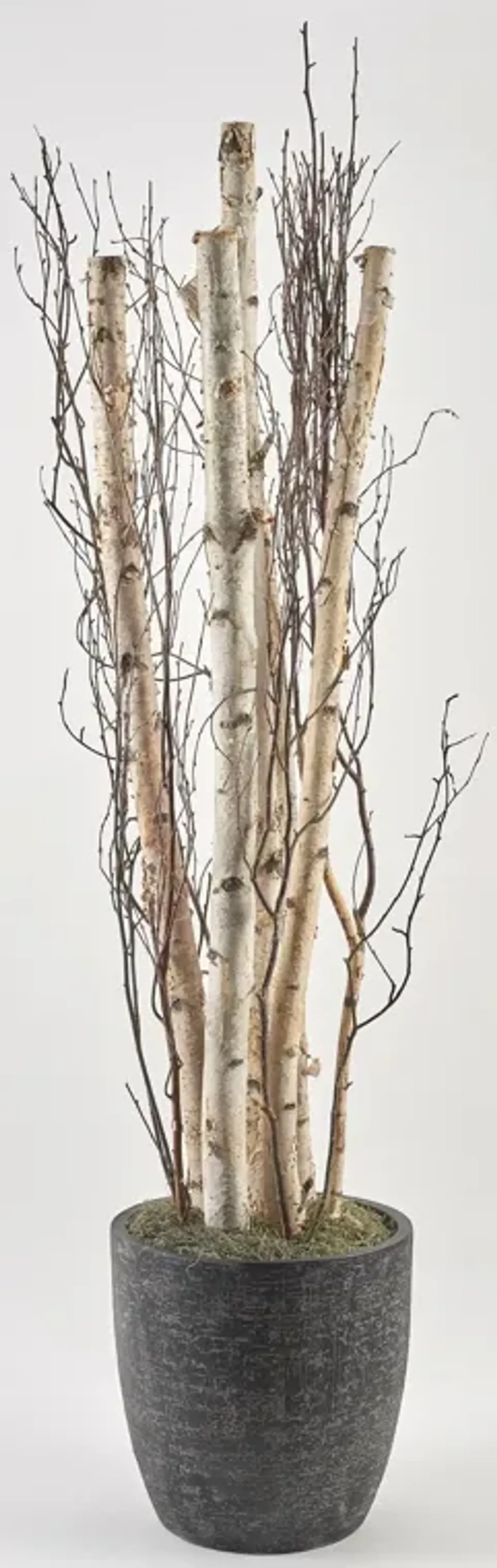 7' Birch Pole And Birch Branches in Round Black Textured Planter