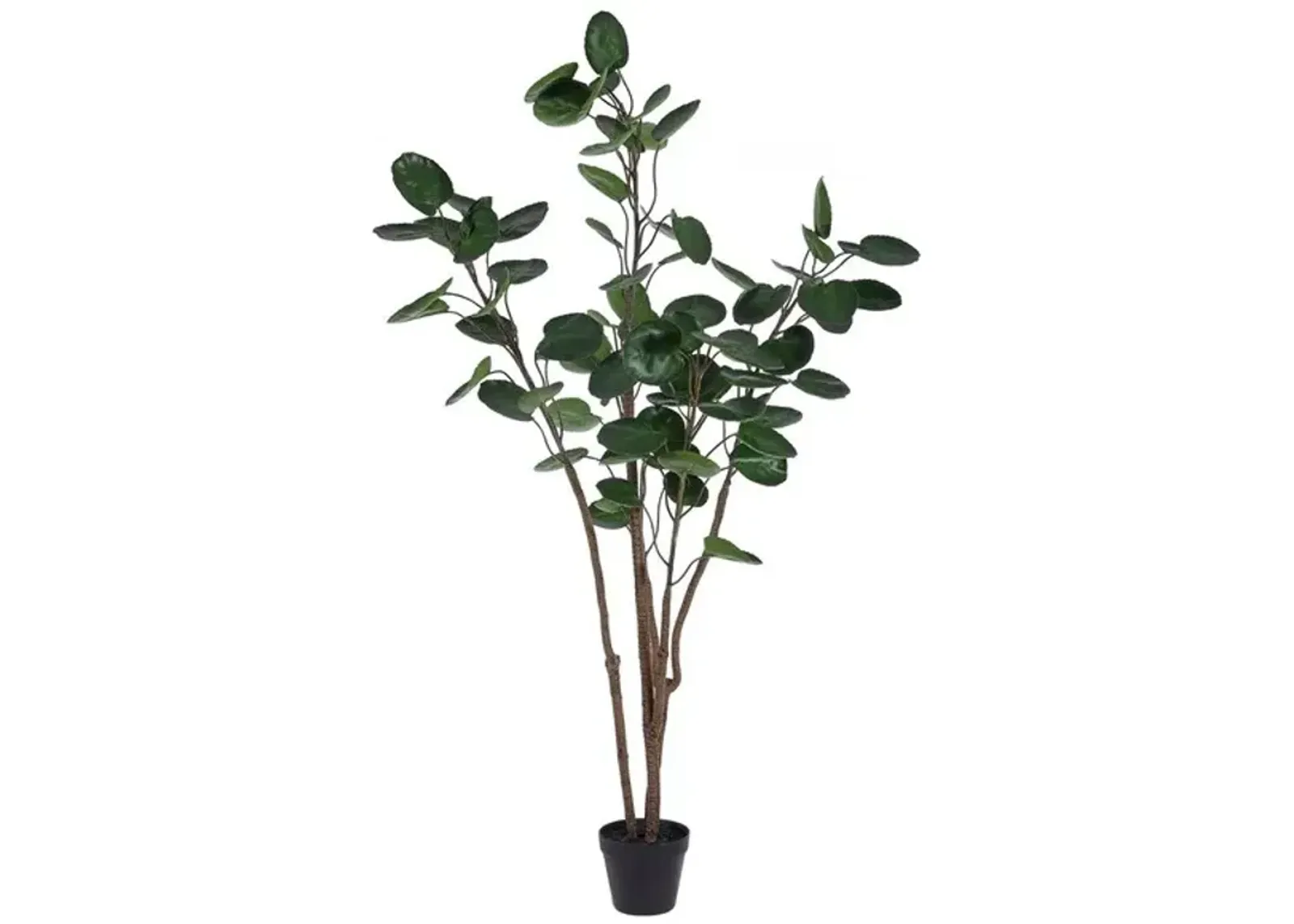 Faux Polyscias Potted Tree