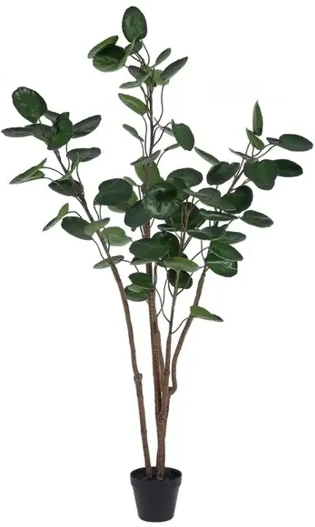 Faux Polyscias Potted Tree