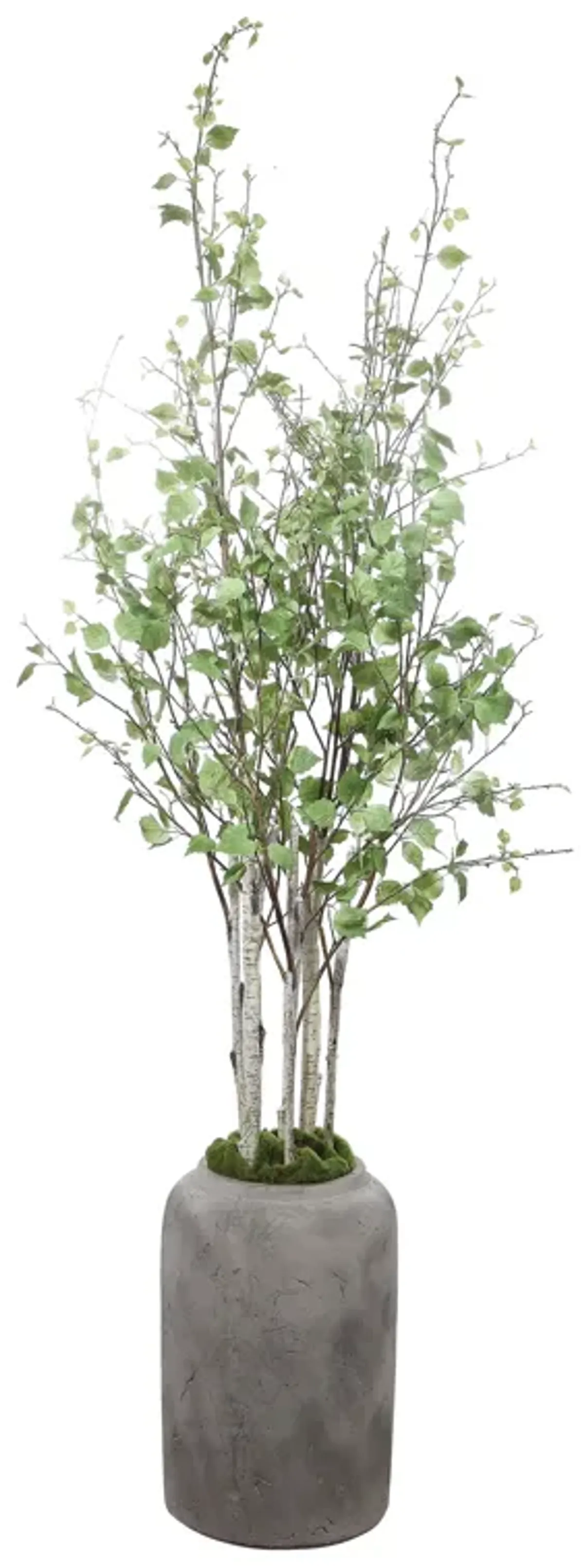 Aldis Potted River Birch