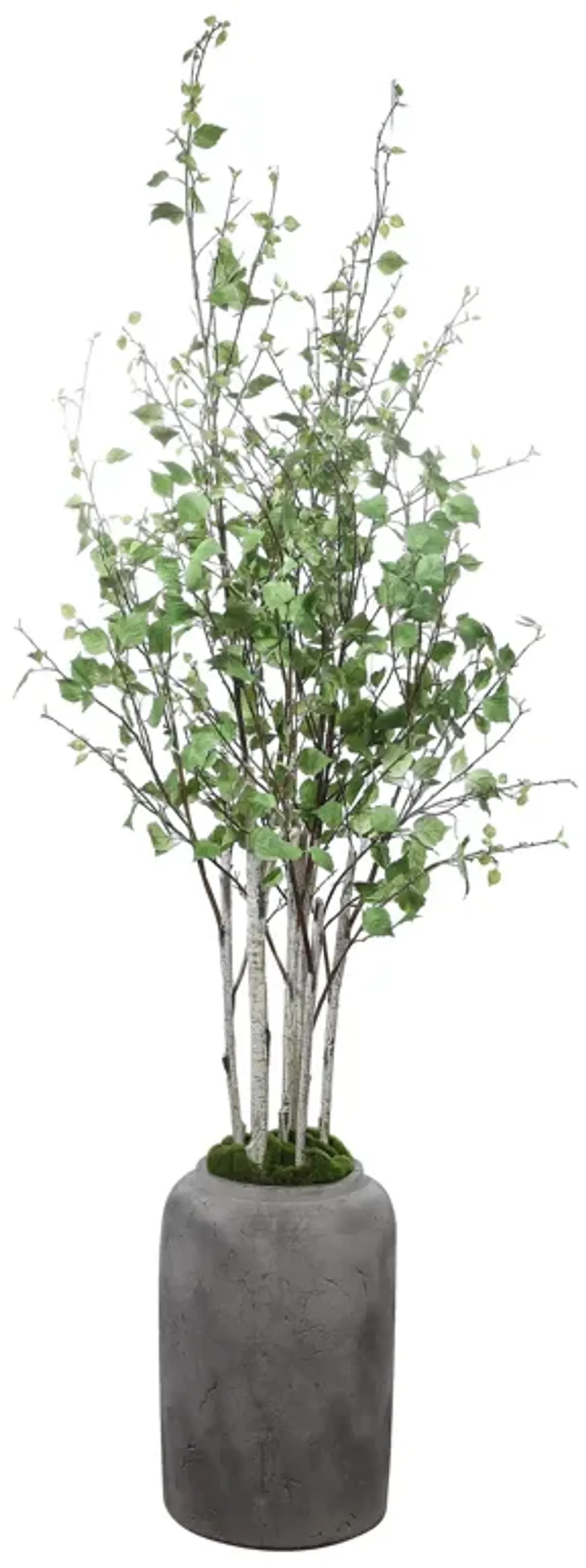 Aldis Potted River Birch