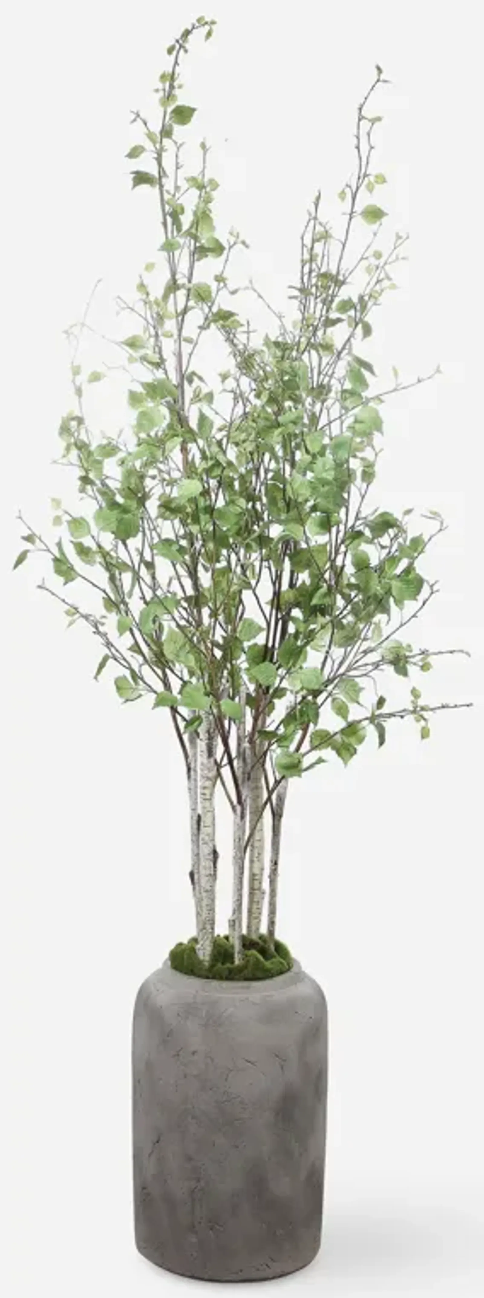 Aldis Potted River Birch