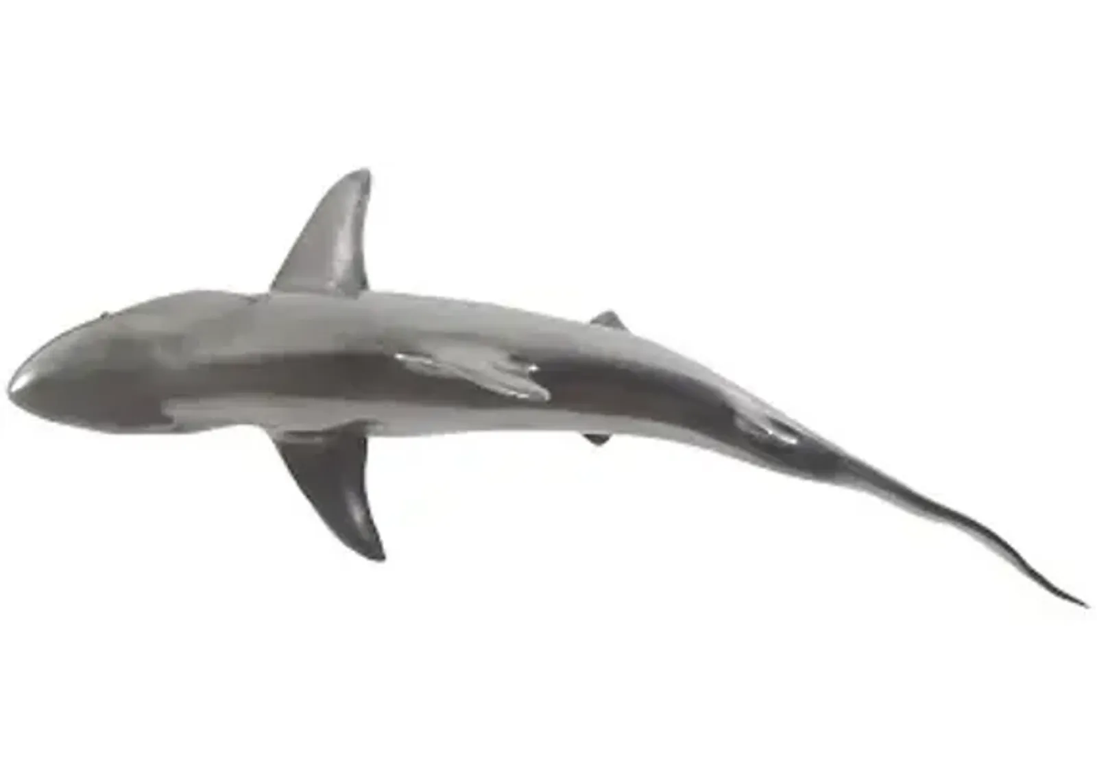 Whaler Shark, Silver Leaf