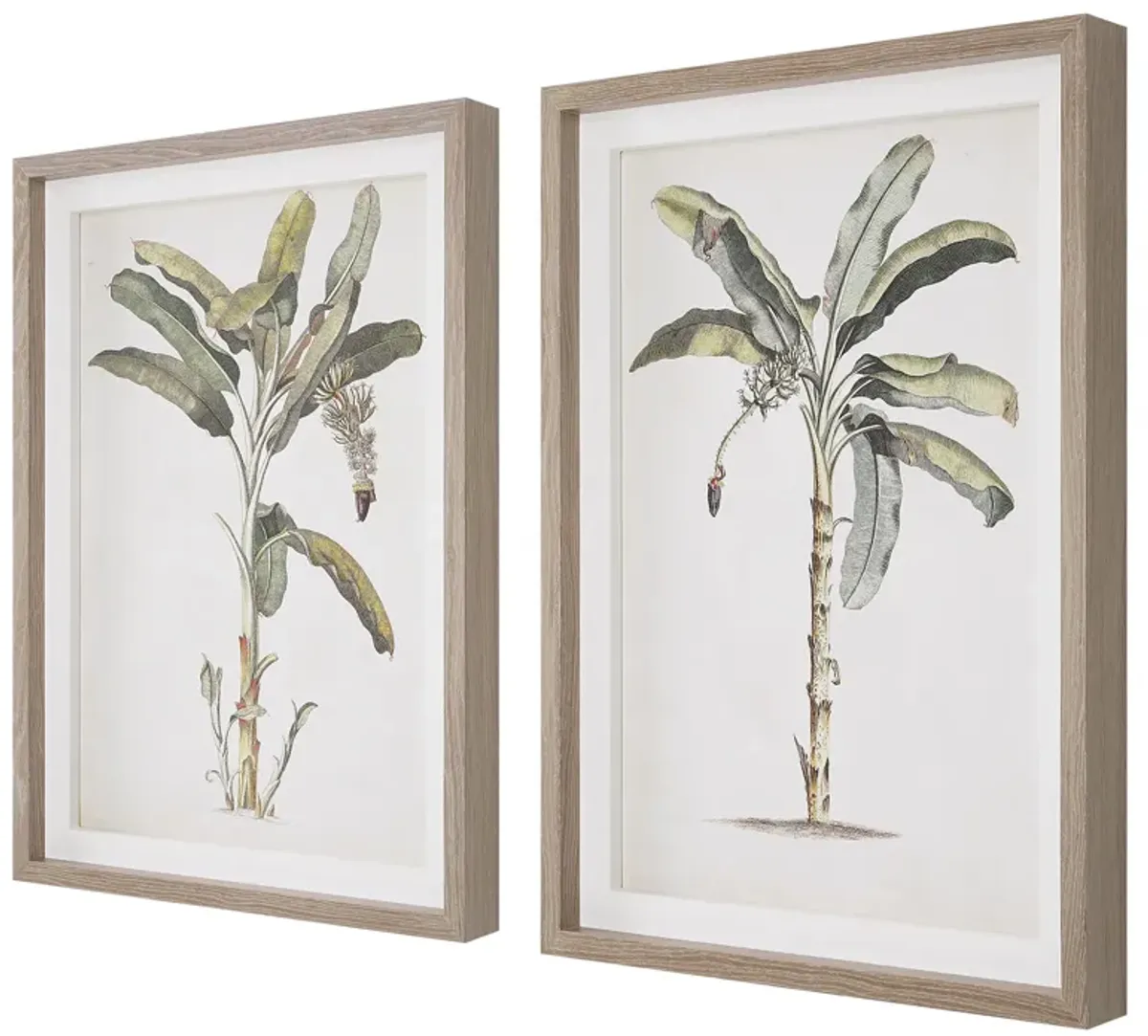 Banana Palm Framed Prints, Set/2