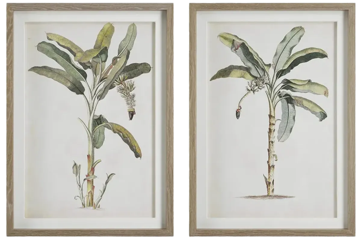 Banana Palm Framed Prints, Set/2