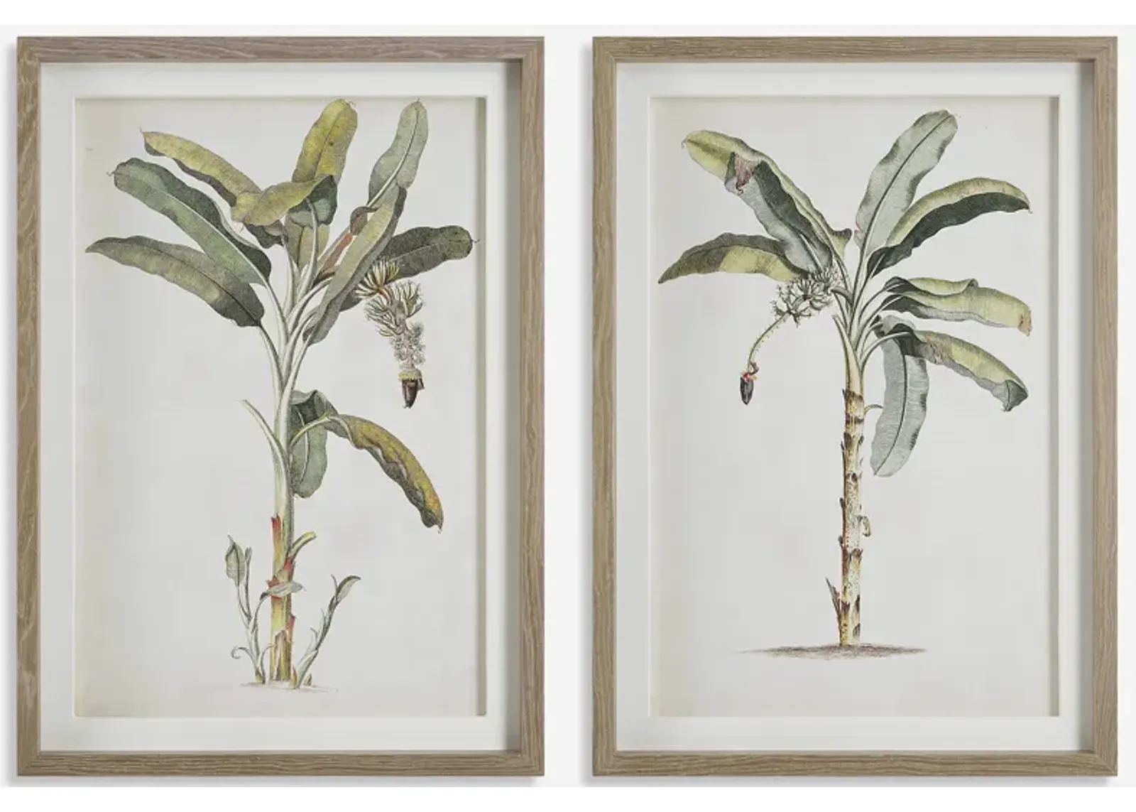 Banana Palm Framed Prints, Set/2