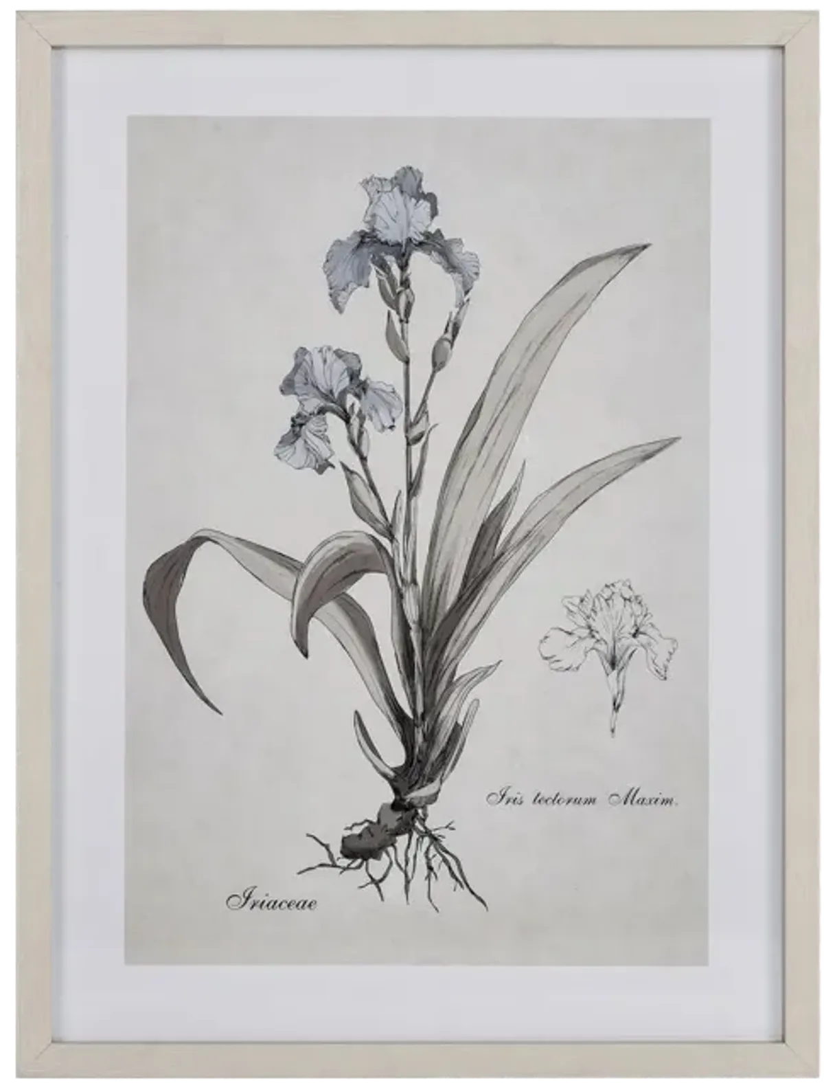 Iris Botanic Framed Wall Art