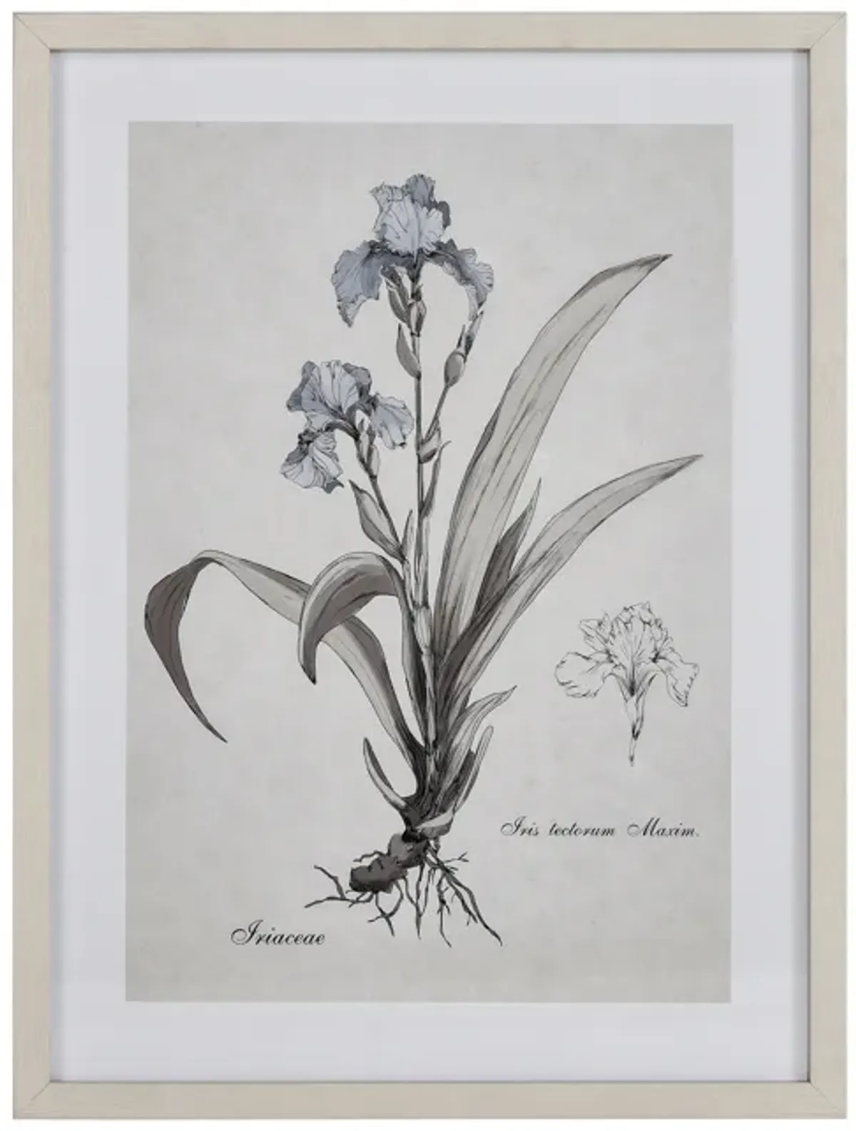 Iris Botanic Framed Wall Art