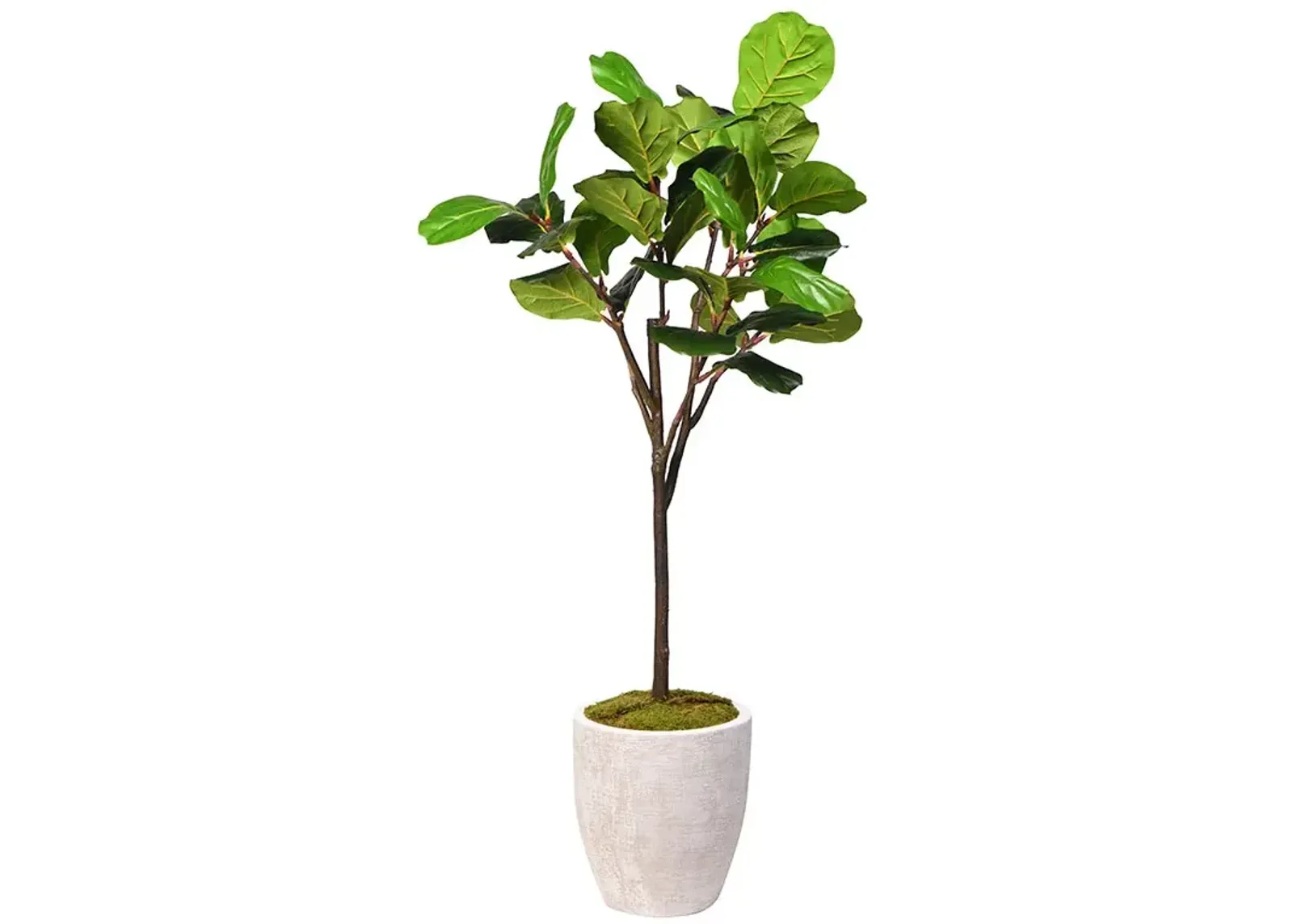 Fiddle Leaf Fig Tree in Round Textured Planter