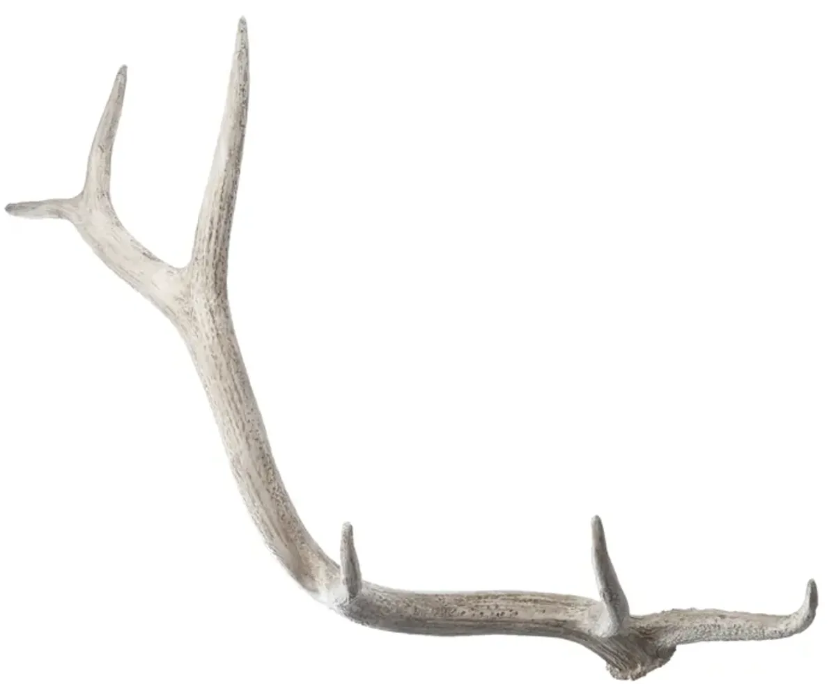 Weathered Elk Antler