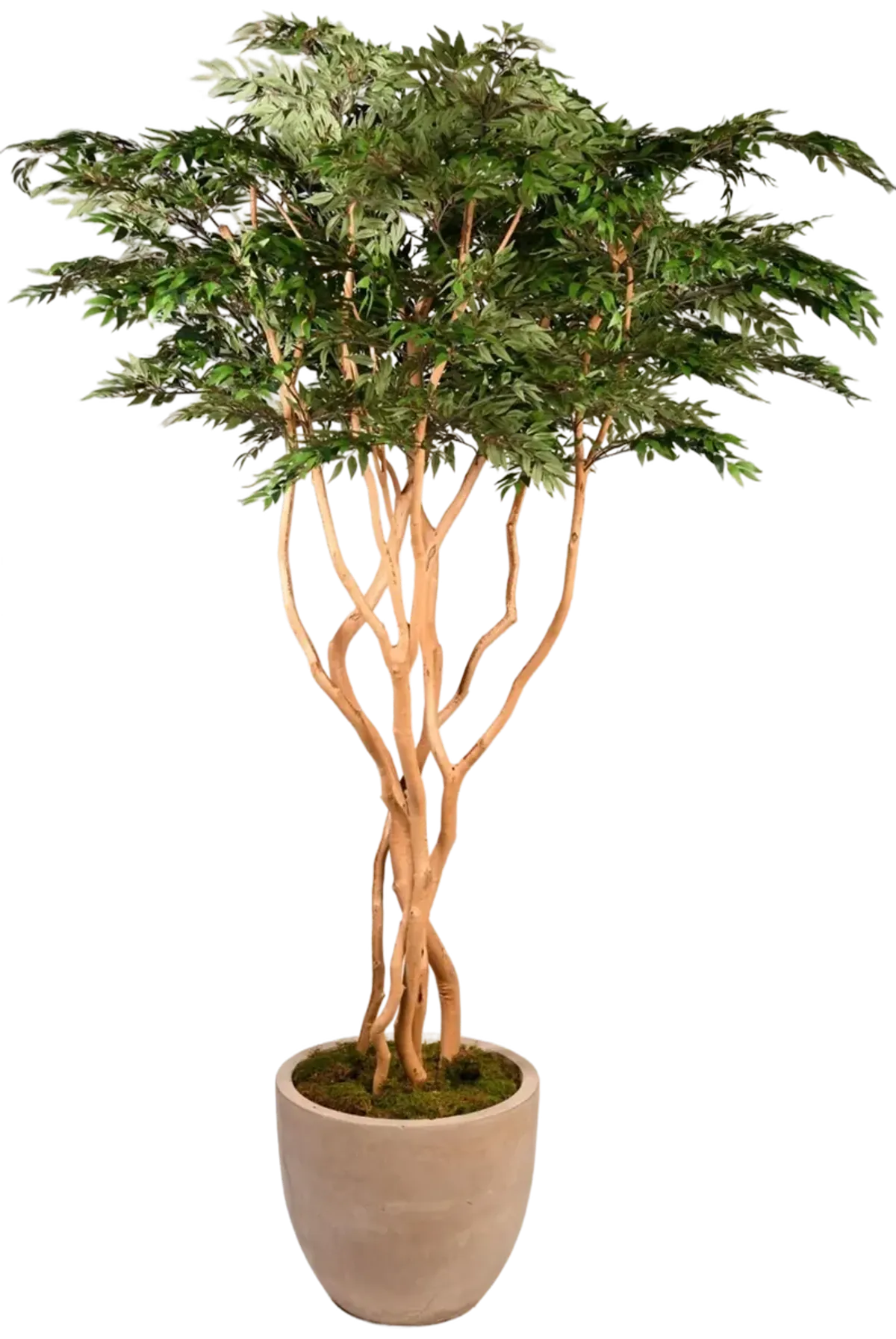 8' Ruscus Tree in Clay Bank Planter