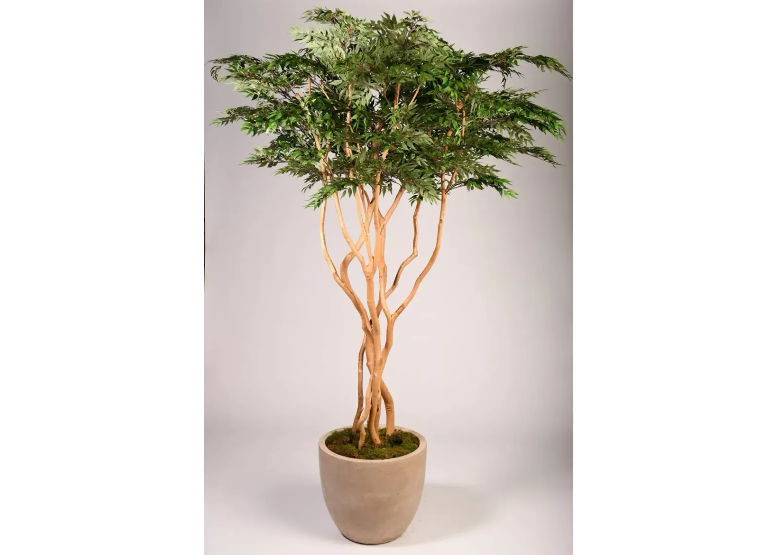 8' Ruscus Tree in Clay Bank Planter