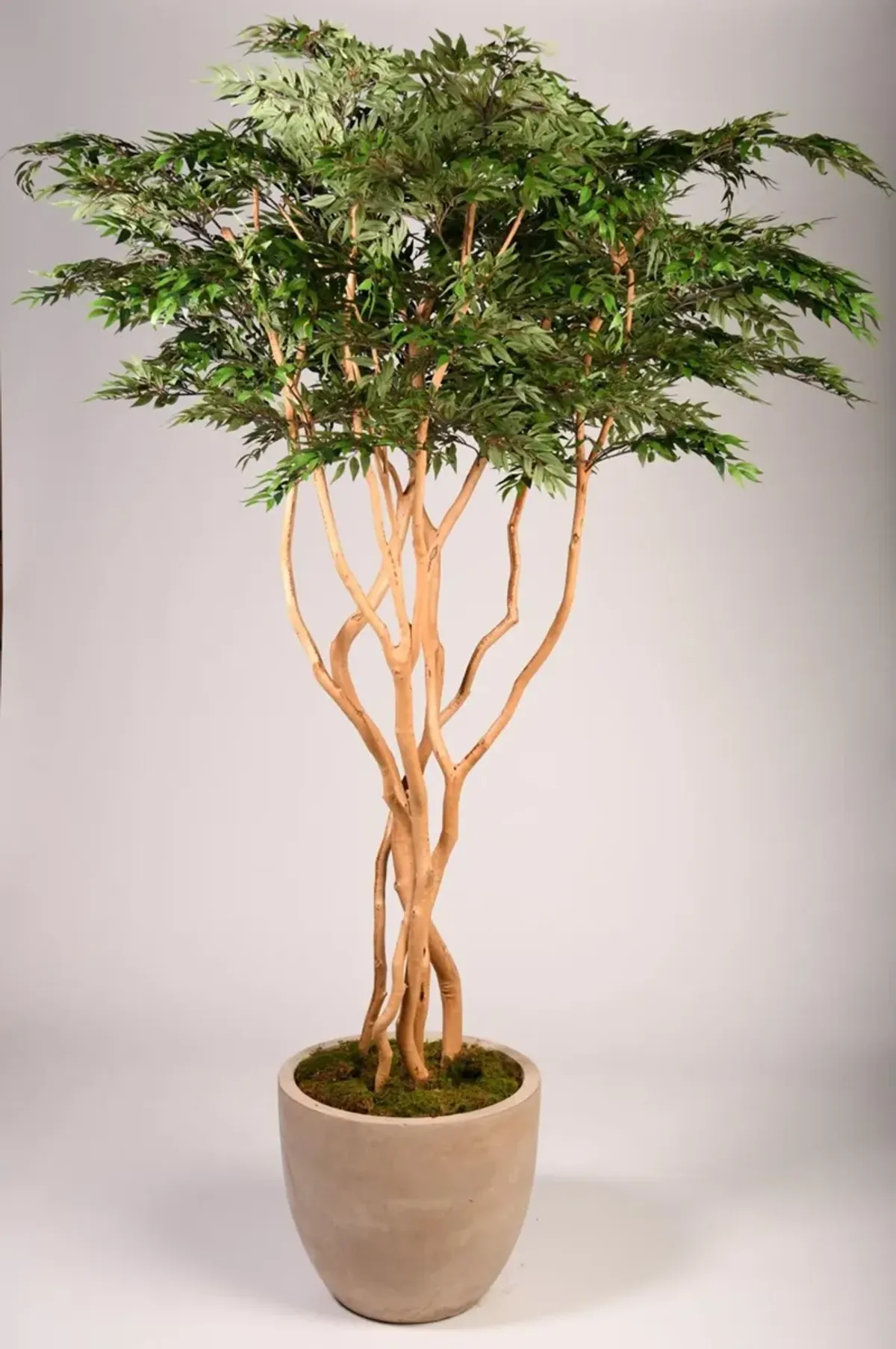 8' Ruscus Tree in Clay Bank Planter