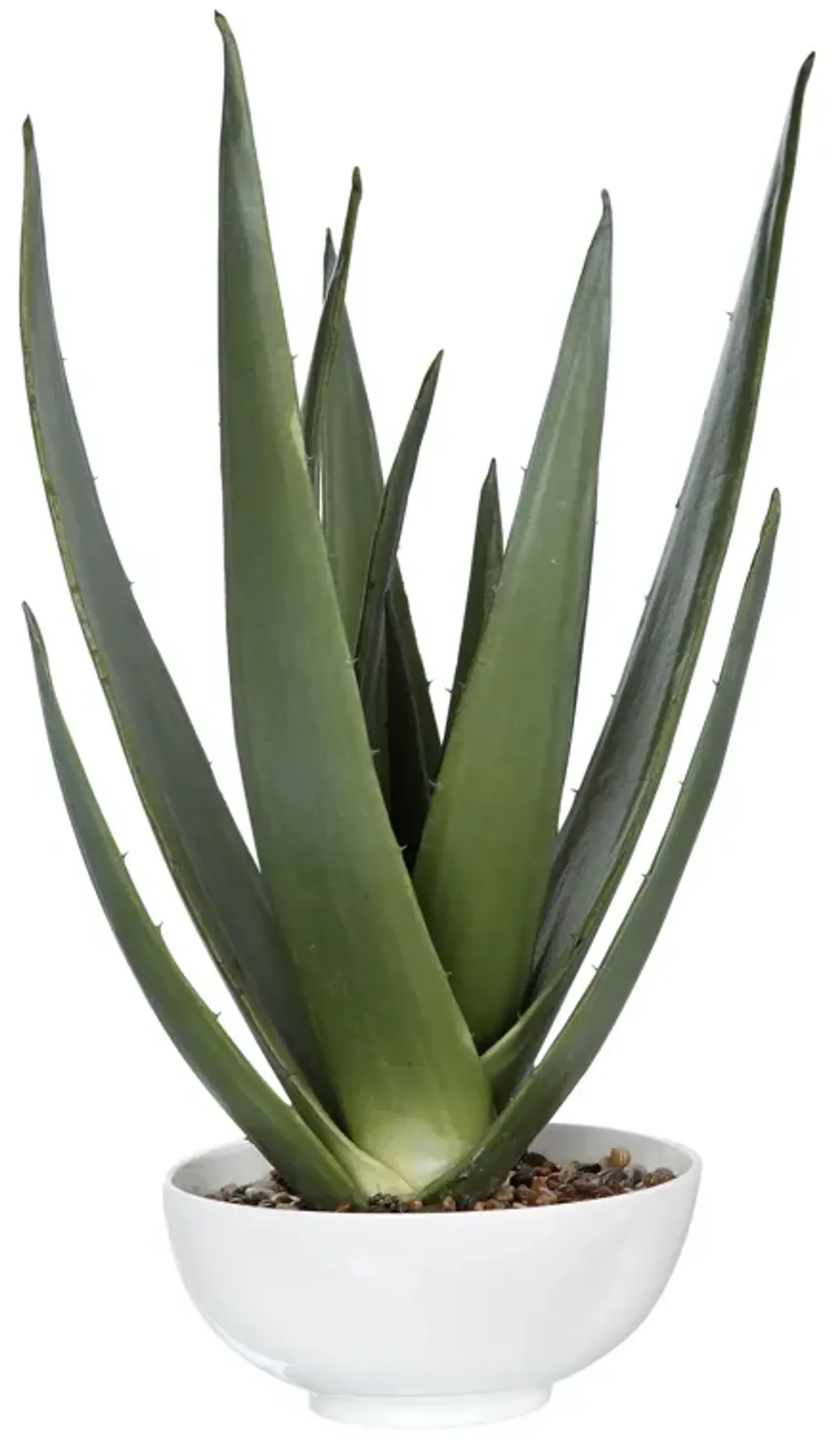 Evarado Aloe Planter