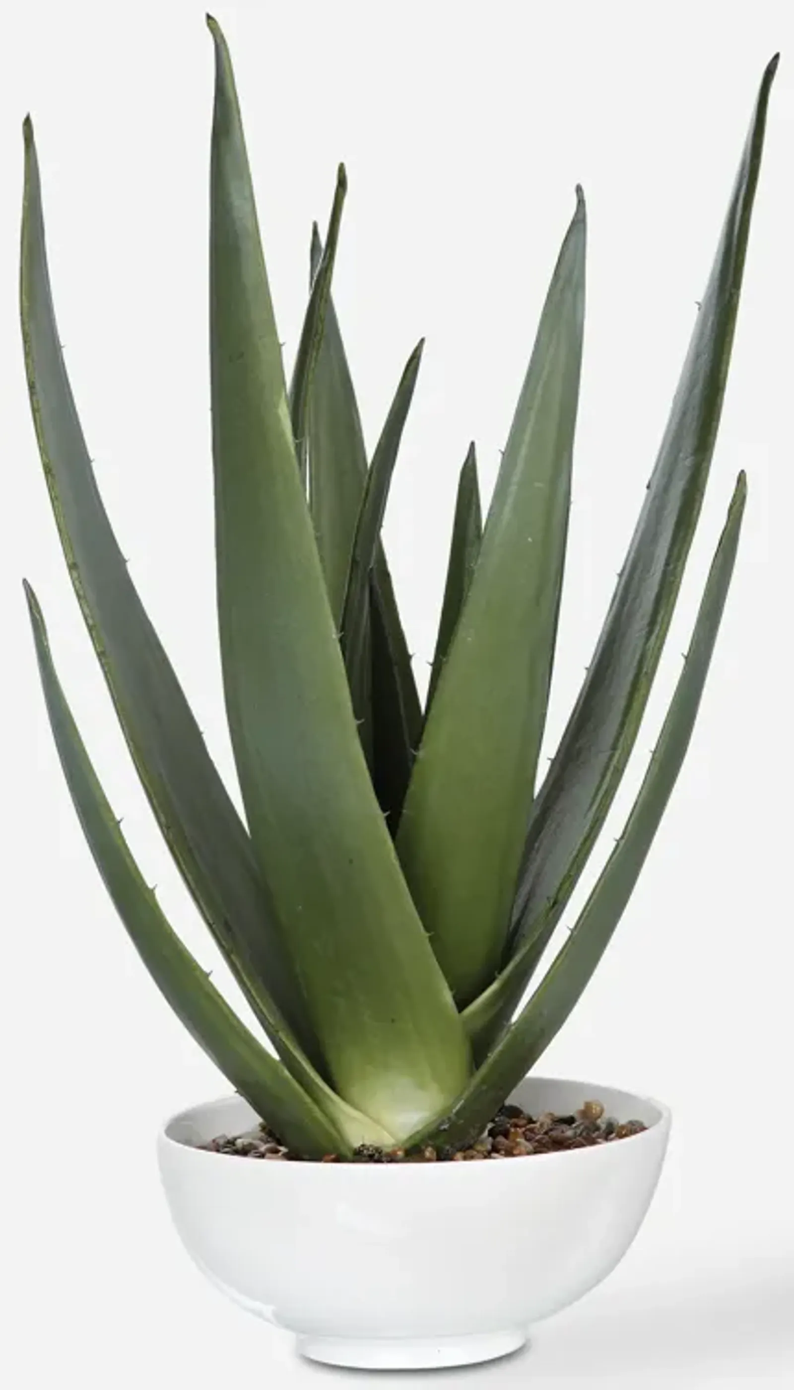 Evarado Aloe Planter