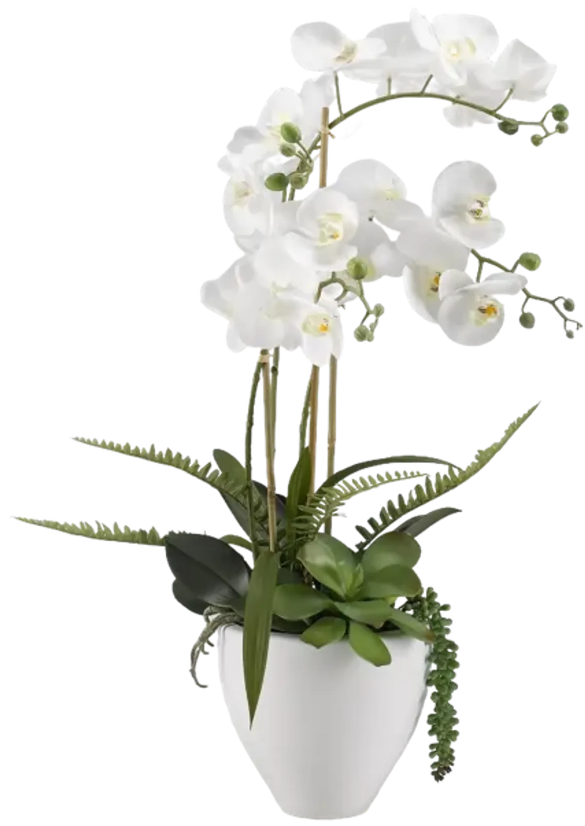 White Orchids in Bowl