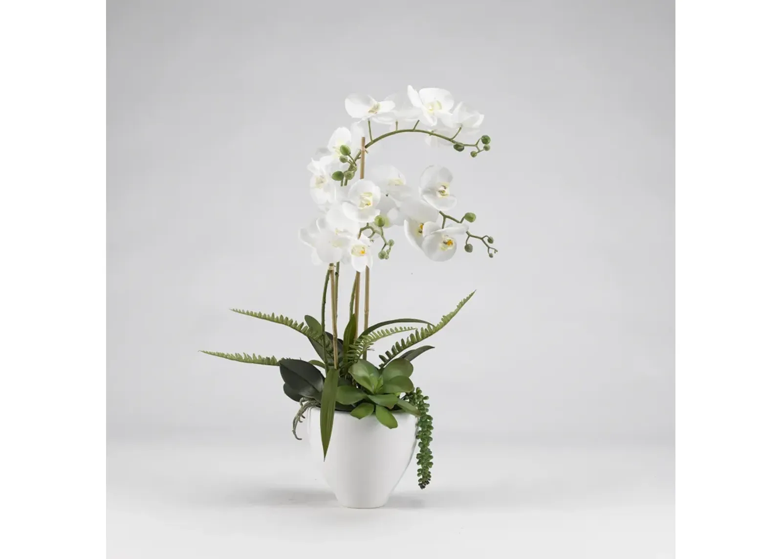 White Orchids in Bowl