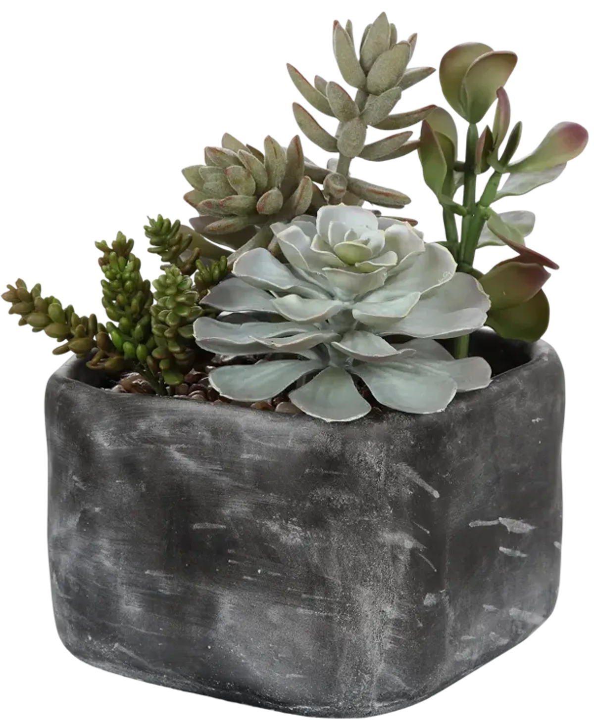 Alverio Desert Garden Succulents