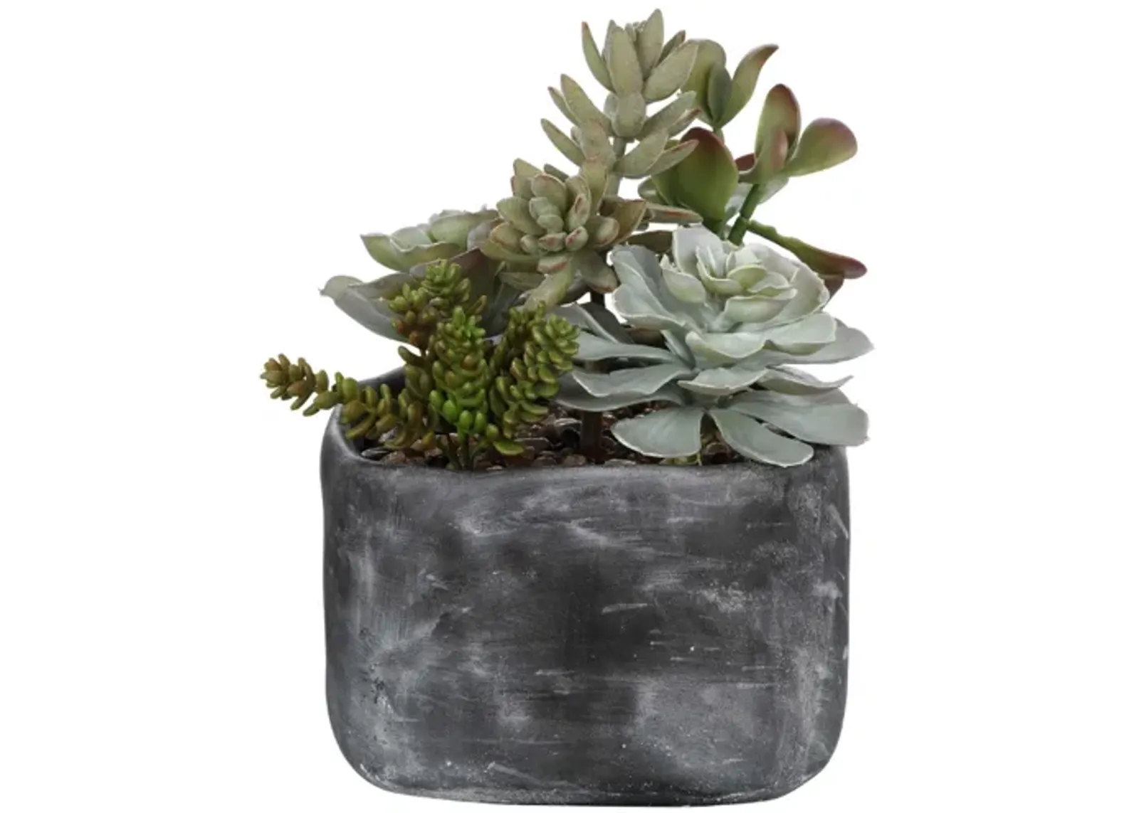 Alverio Succulents