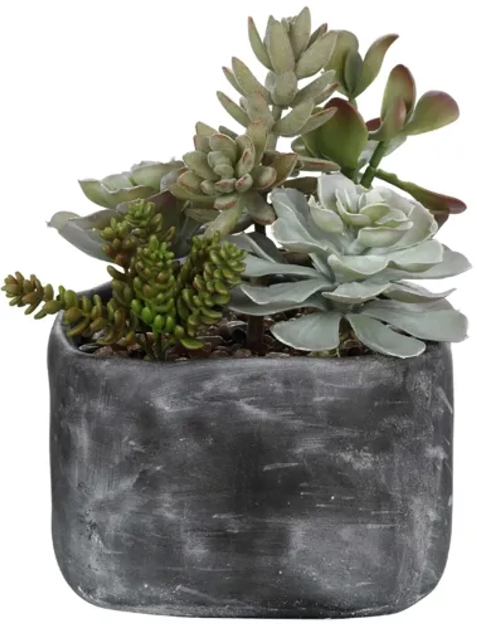 Alverio Succulents