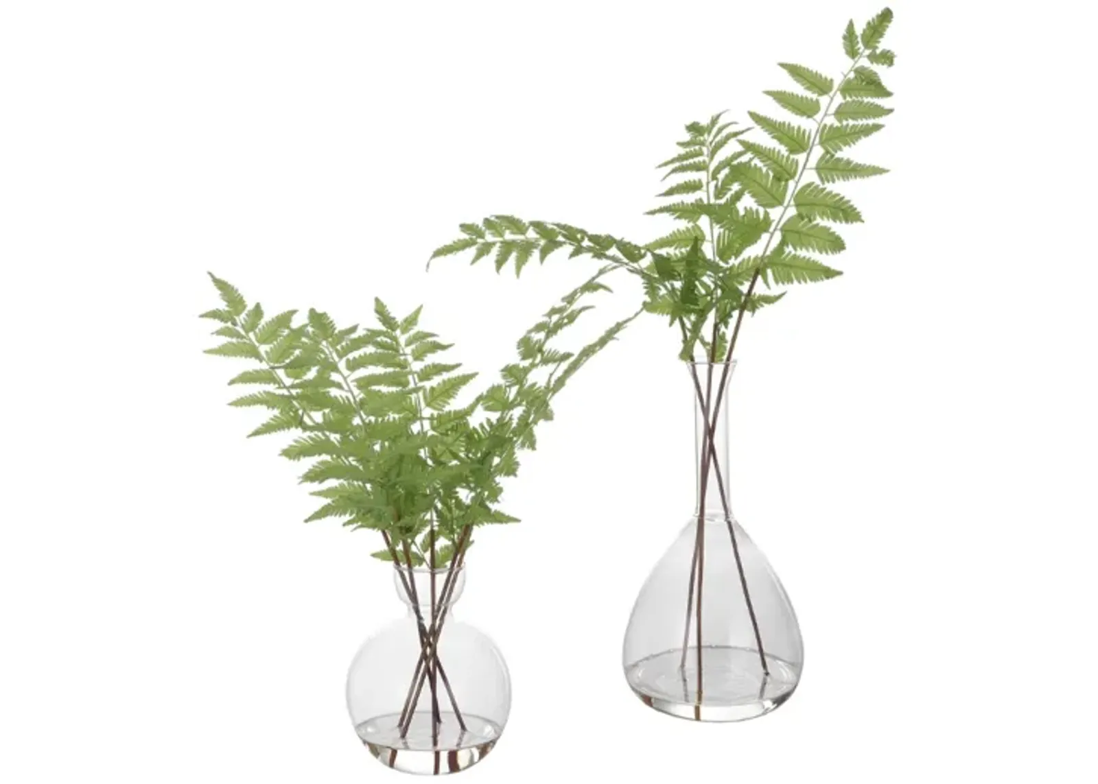 Country Ferns, Set of 2