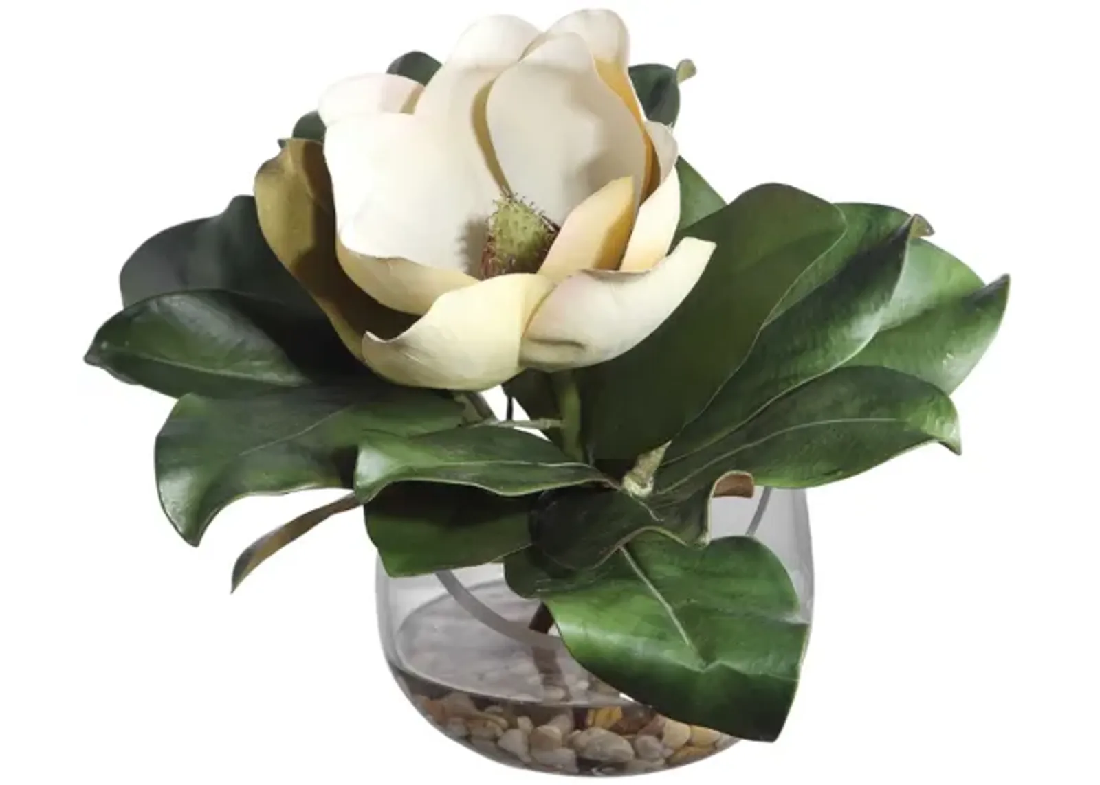 Celia Magnolia Accent Plant