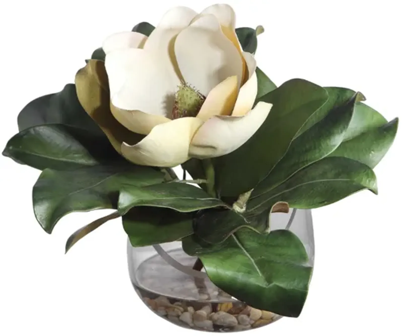 Celia Magnolia Accent Plant