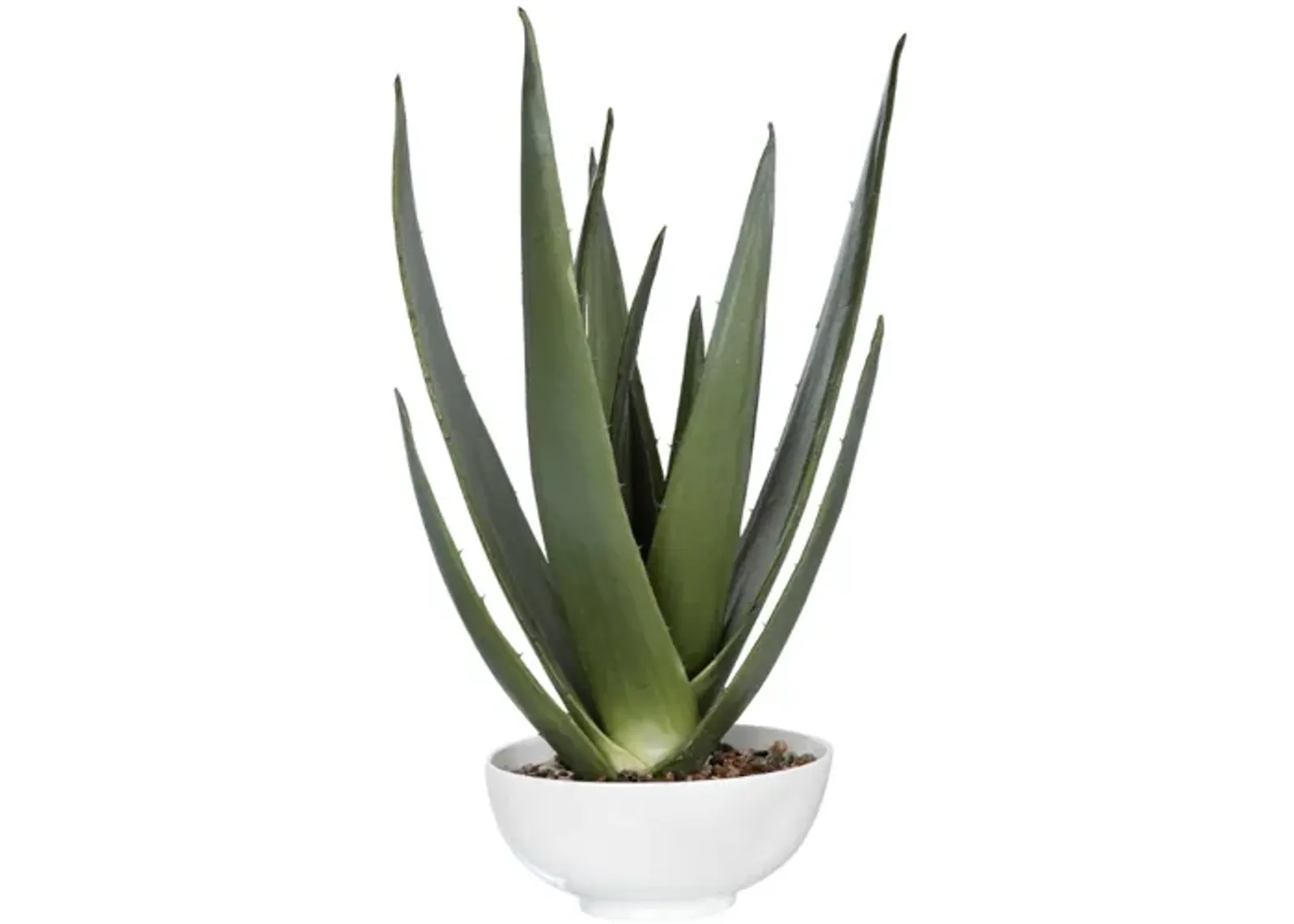 Evarado Aloe Planter