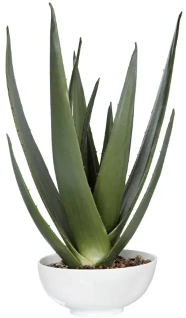 Evarado Aloe Planter