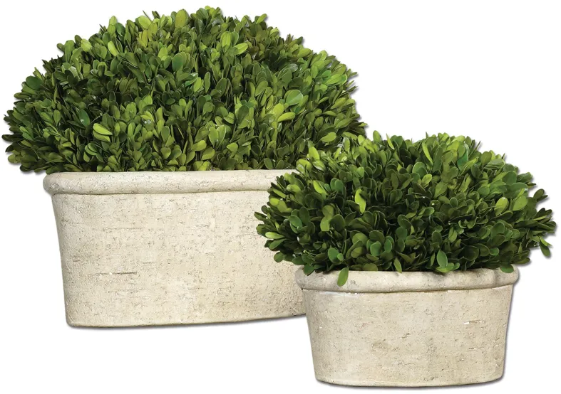 Oval Domes Preserved Boxwood, Set of 2