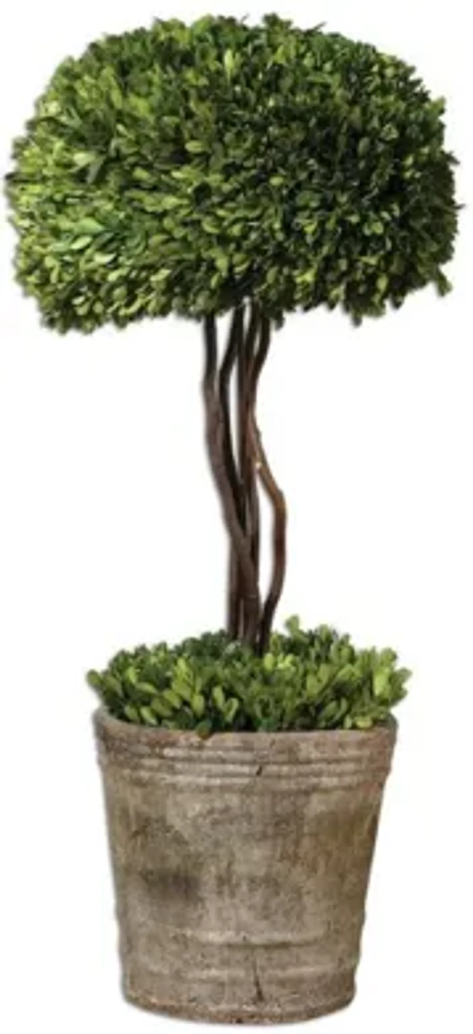 Tree Topiary Preserved Boxwood