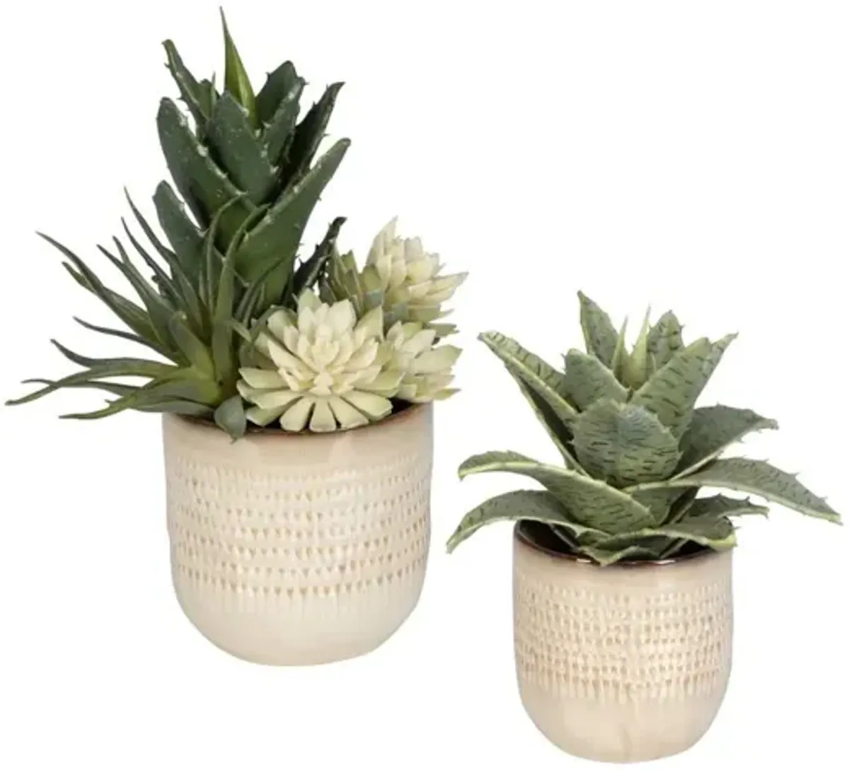 Seaside Succulents, Set of 2