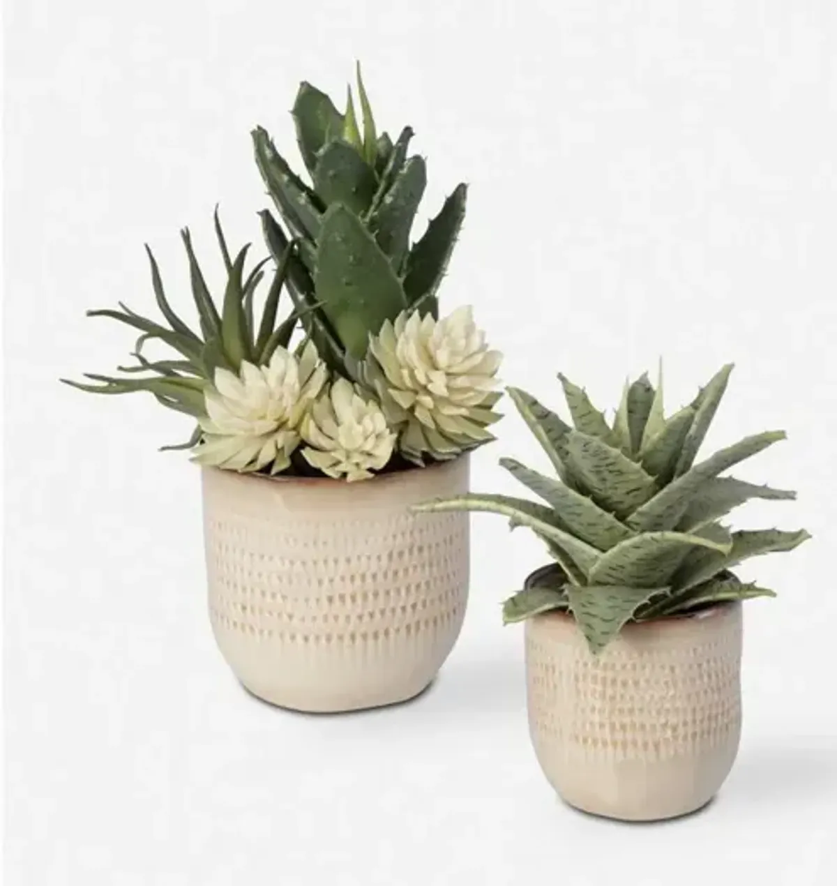 Seaside Succulents, Set of 2