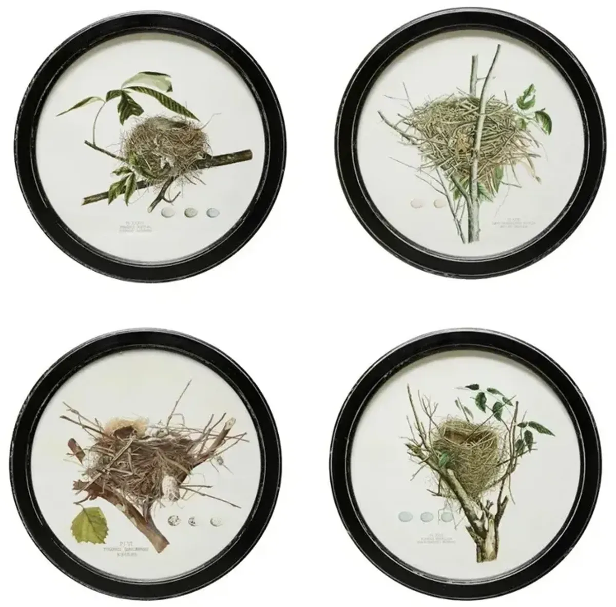 Framed Wall Decor with Nest Print, 4 Styles