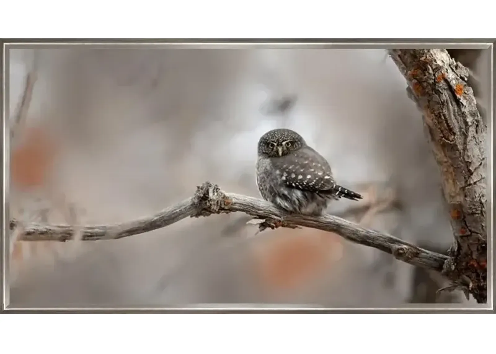 Northern Pygmy Owl