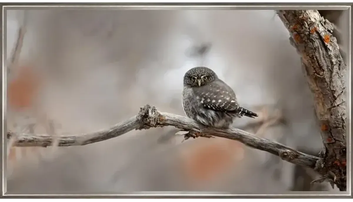 Northern Pygmy Owl