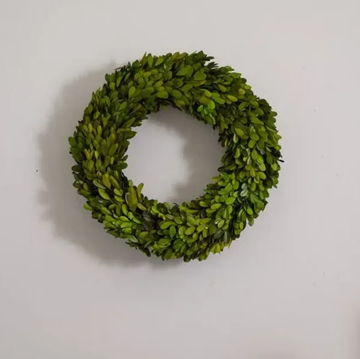 14" Preserved Boxwood Wreath - Green