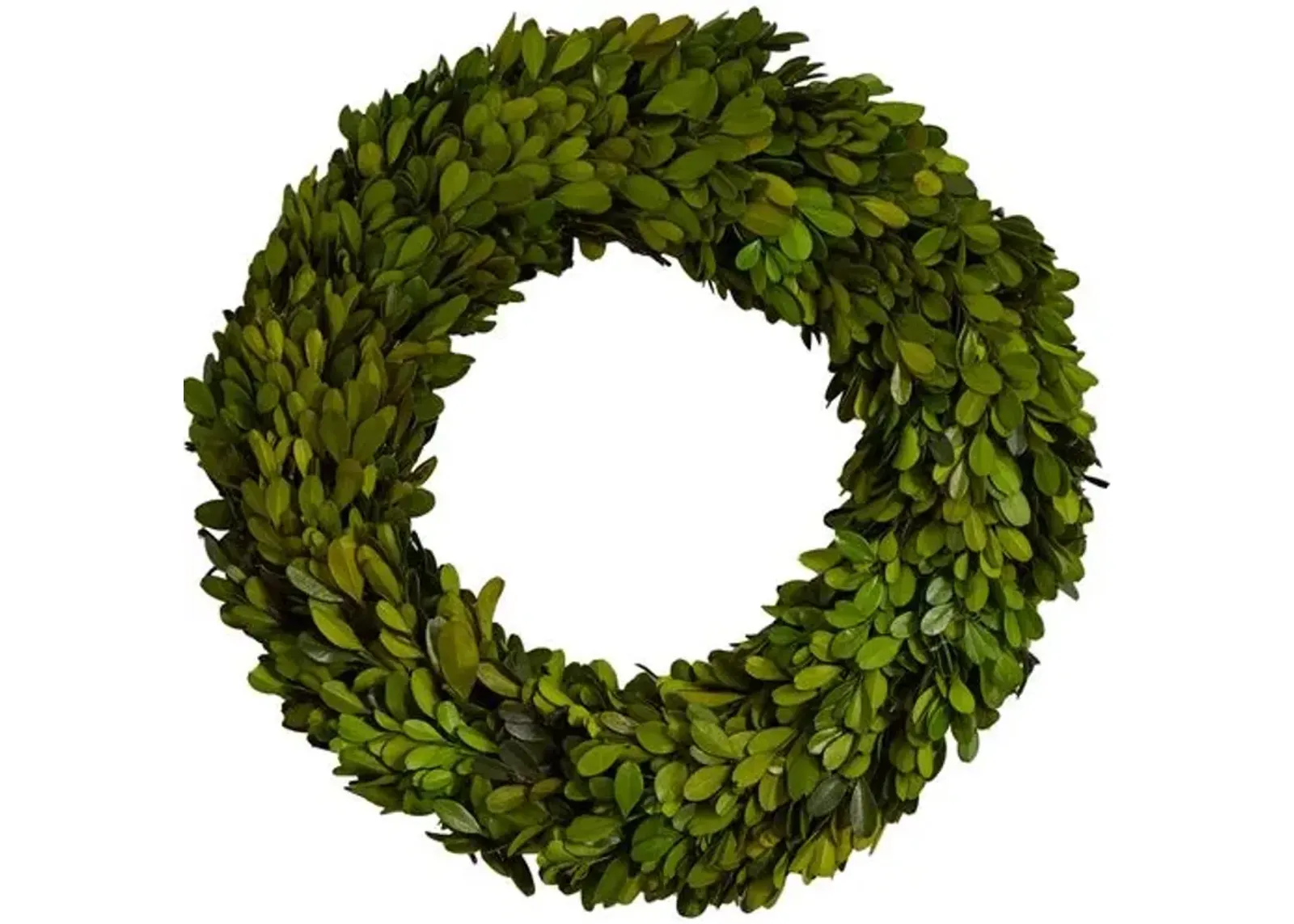 14" Preserved Boxwood Wreath - Green