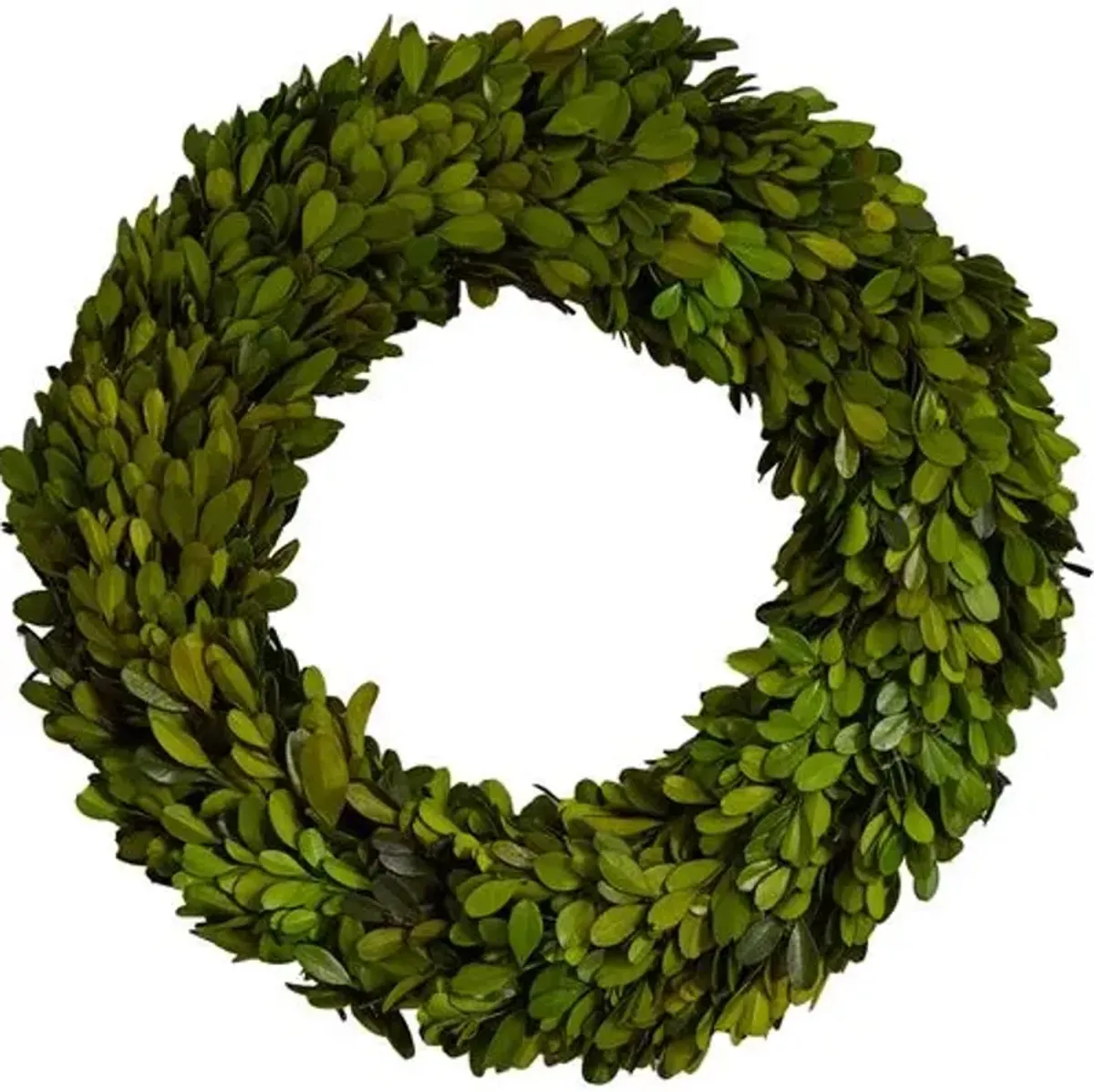 14" Preserved Boxwood Wreath - Green