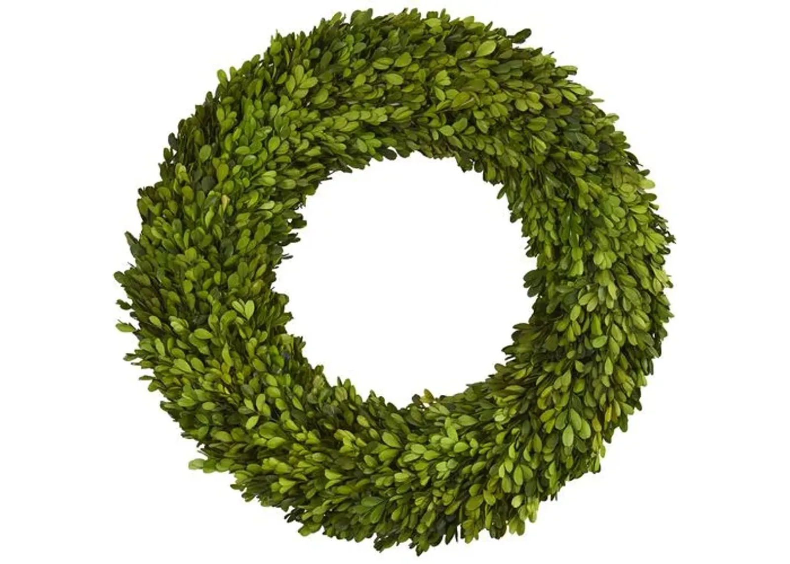 24" Preserved Boxwood Wreath - Green