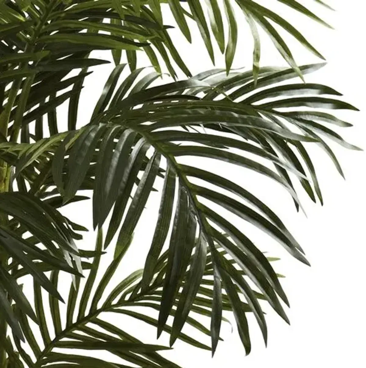 60" Golden Cane Palm Tree - Green