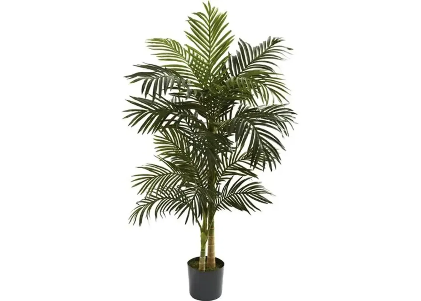 60" Golden Cane Palm Tree - Green