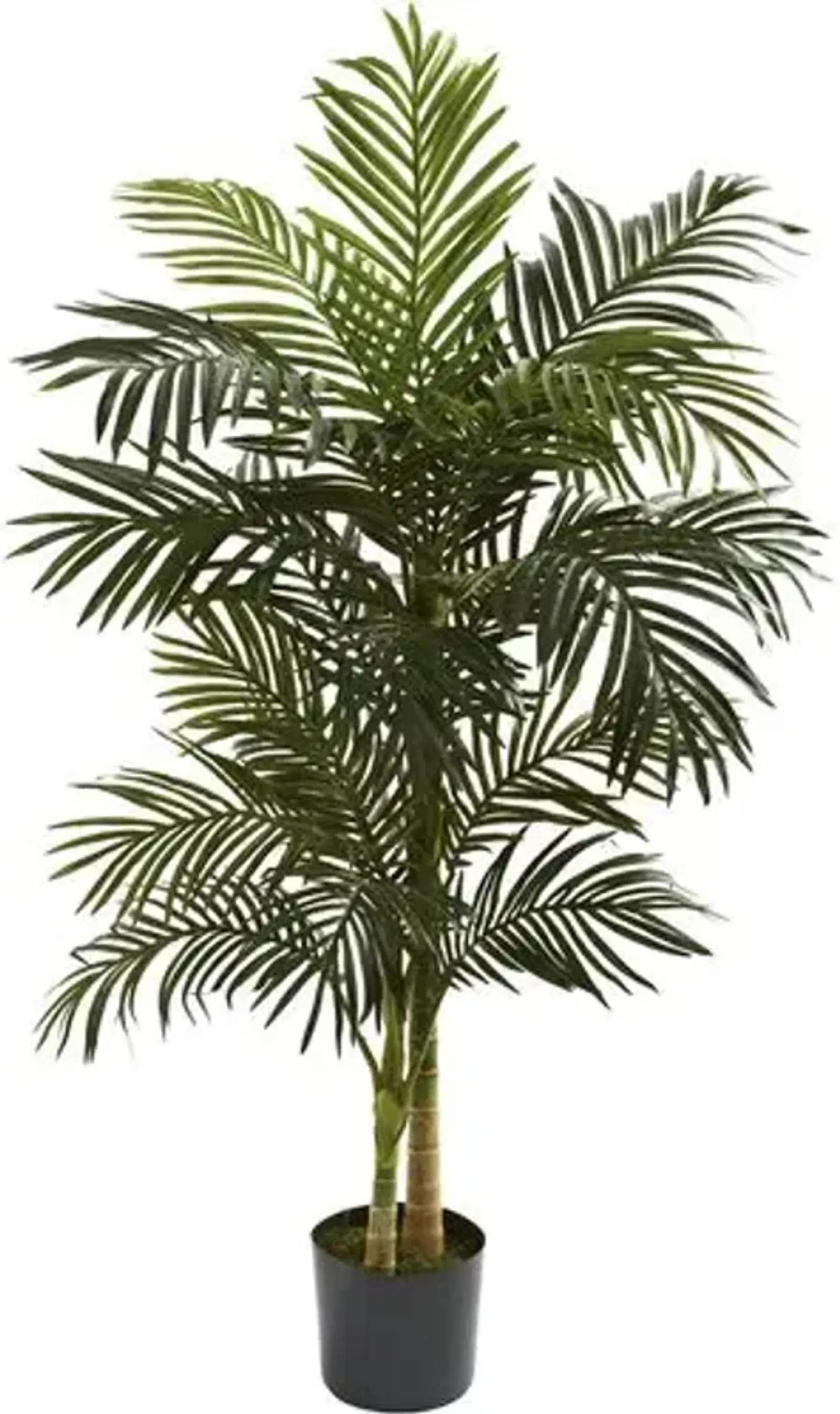 60" Golden Cane Palm Tree - Green