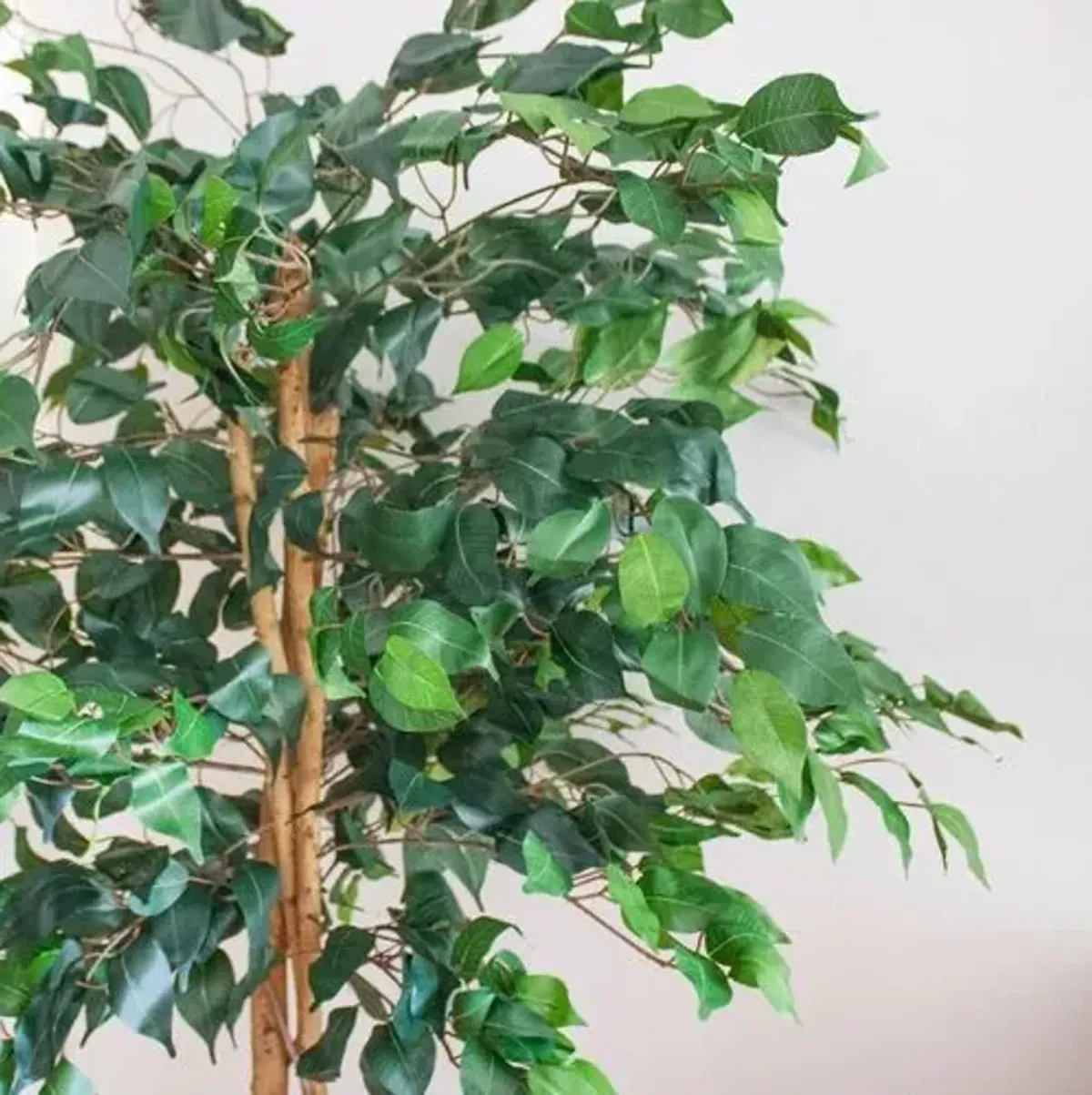 60" Ficus Tree - Green